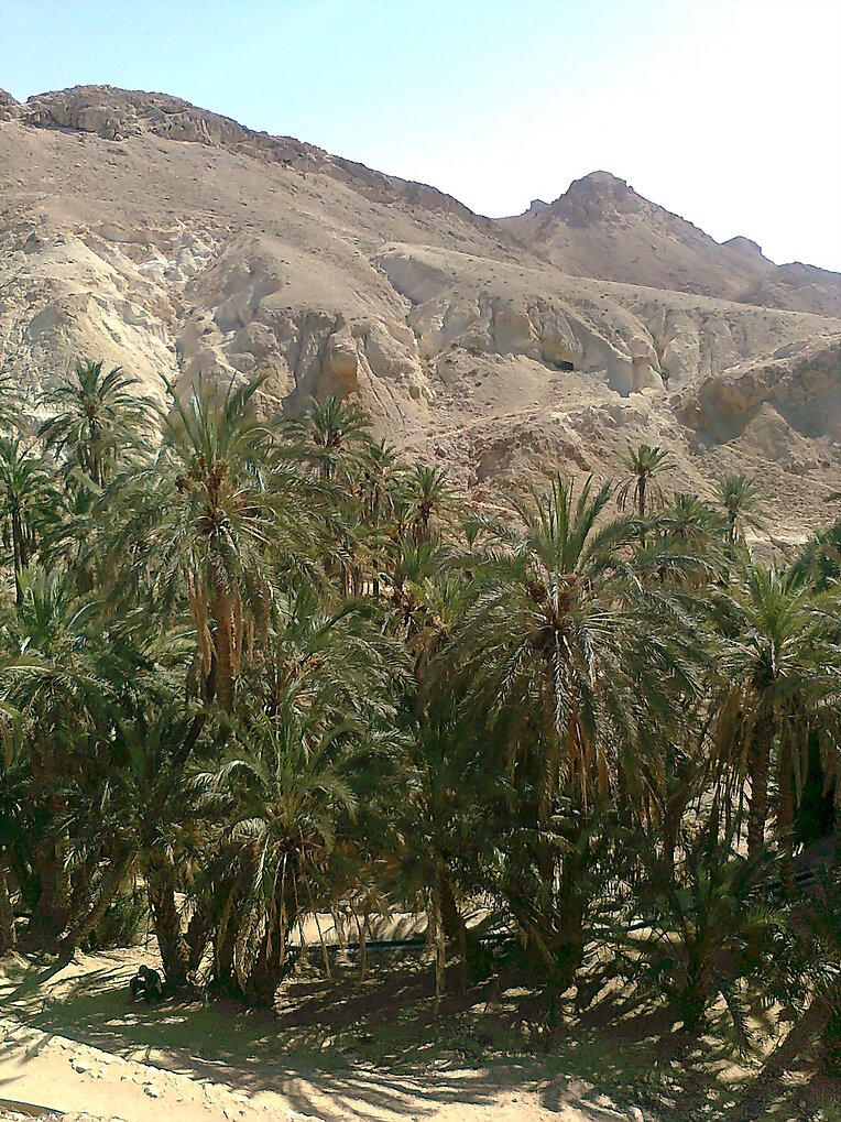 Oasis