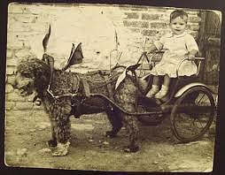 Carrito