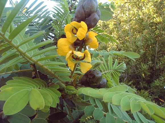 AMARILLA