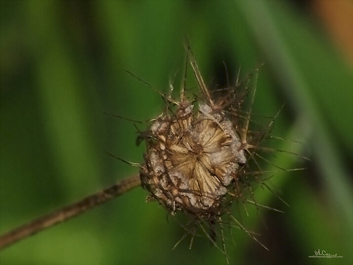 flor seca
