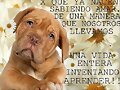 Frases