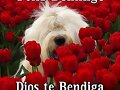 Les deseo feliz domingo