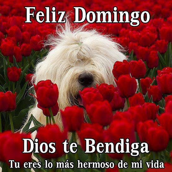 Les deseo feliz domingo