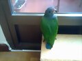 loro pionus menstruus