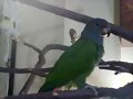 pionus menstruus