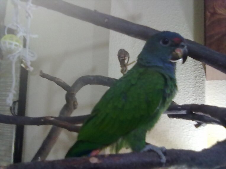 pionus menstruus