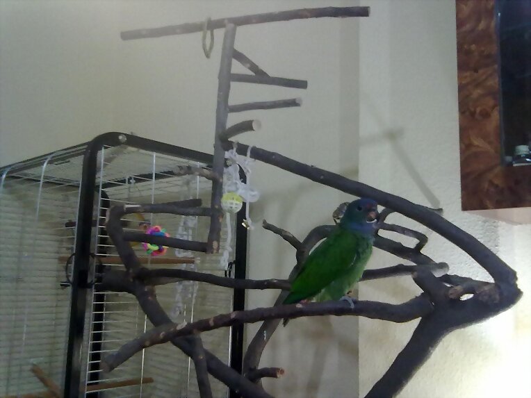 pionus menstruus