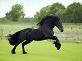 EL CABALLO FRIZON