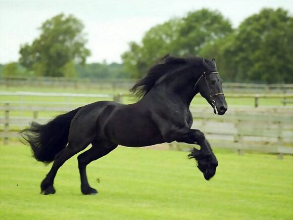 EL CABALLO FRIZON