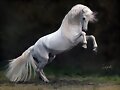 MI CABALLO BLANCO