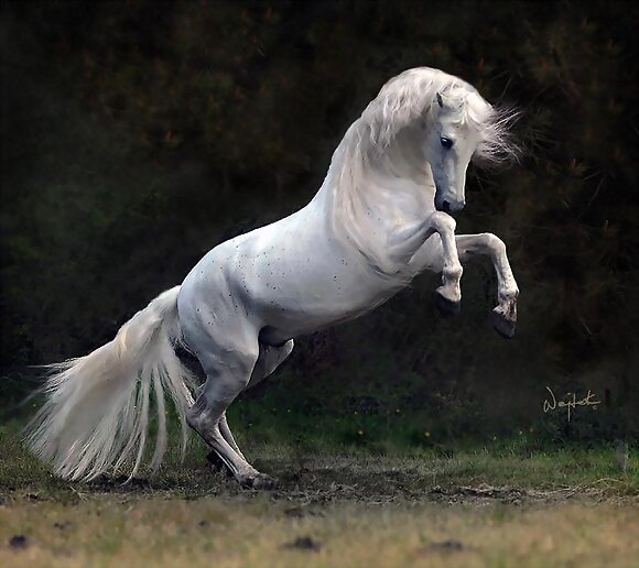 MI CABALLO BLANCO