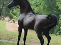 MI CABALLO OSCURO