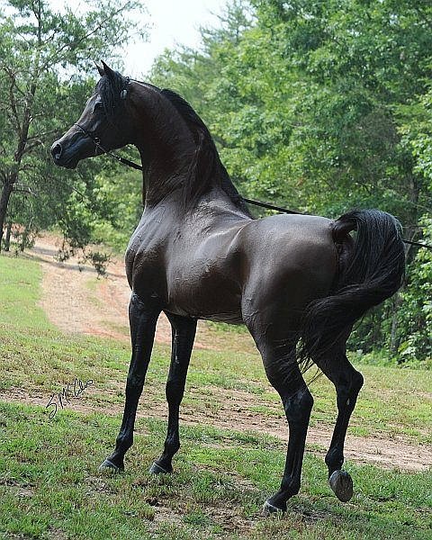 MI CABALLO OSCURO