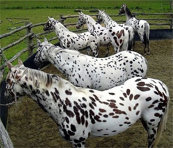 LOS PINTOS