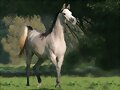 MI AMIGO EL CABALLO