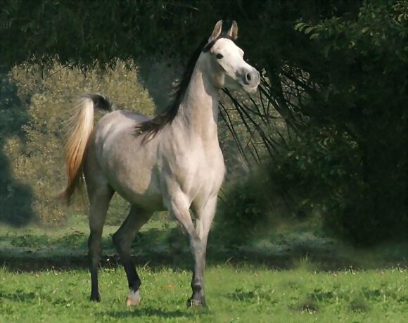 MI AMIGO EL CABALLO