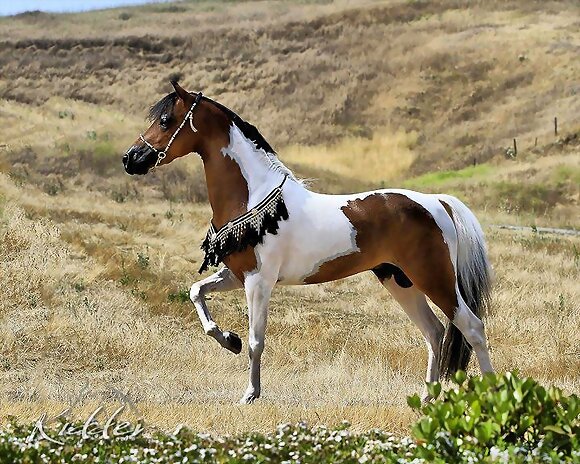 MUSTANG QUE BELLEZA ES PARA GUARDARLO