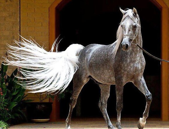 BELLO CABALLO RAZA ESPAÑOL