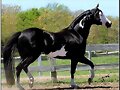 BELLEZA ECHA CABALLO