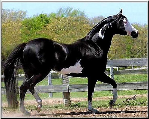 BELLEZA ECHA CABALLO