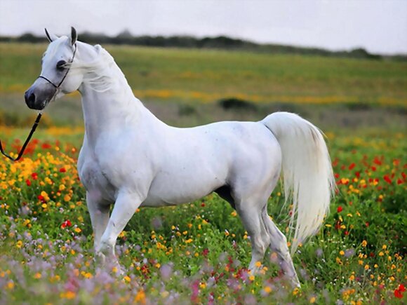 TORDILLO BLANCO ARABE