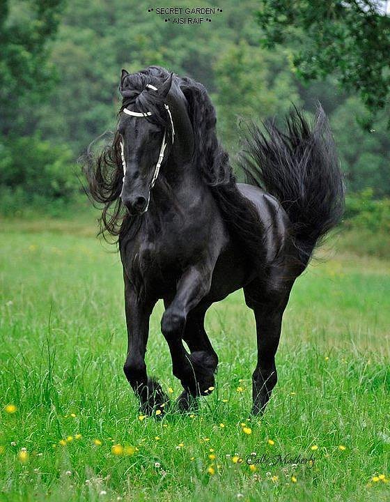 FRISON LOS USABAN LOS CABALLEROS