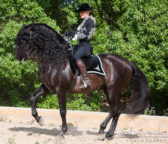 RAZA ESPAÑOLA Y DAMA ESPAÑOLA