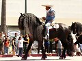 CABALLO FRISON JINETE MEXICANO