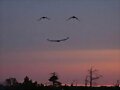 APRENDAMOS DE LOS PAJAROS