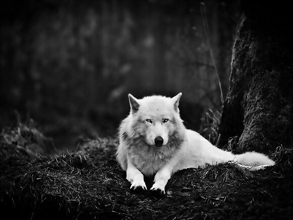 LOBO BLANCO