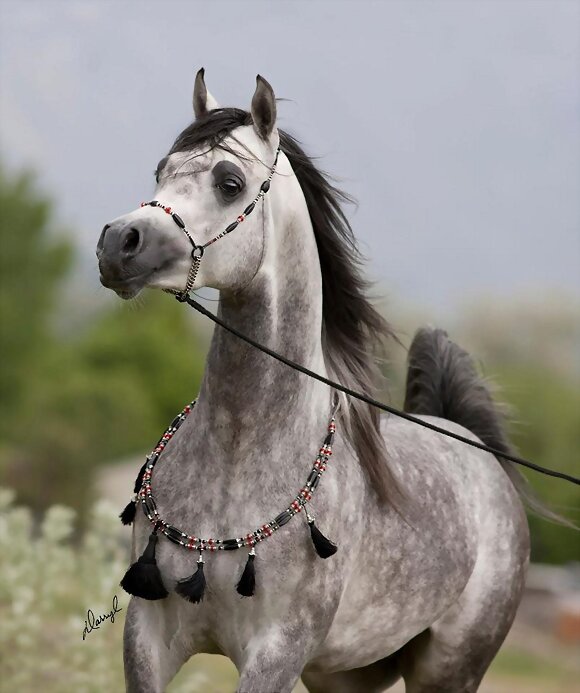 CABALLO ARABE TORDILLO