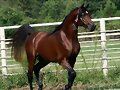 EL MOROCHO