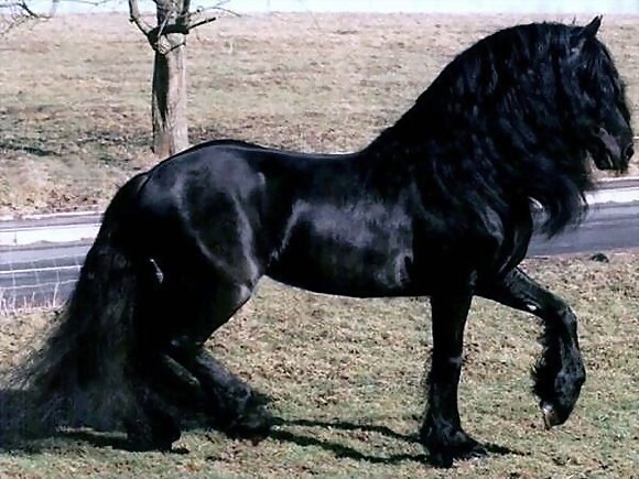 FRISON AZABACHE
