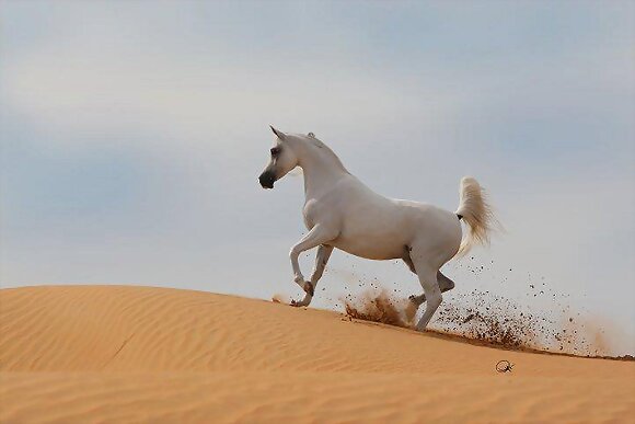 ARABE EN LA ARENA