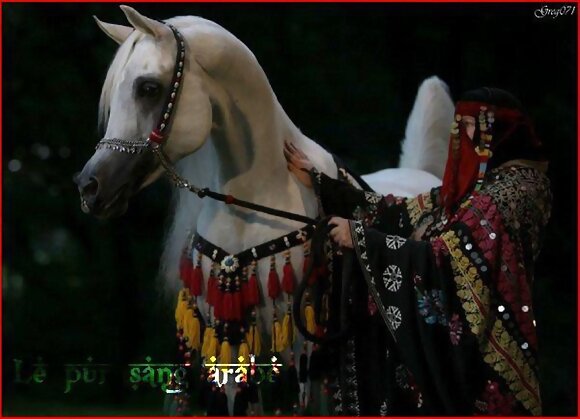 MIS BELLOS CABALLOS ARABES