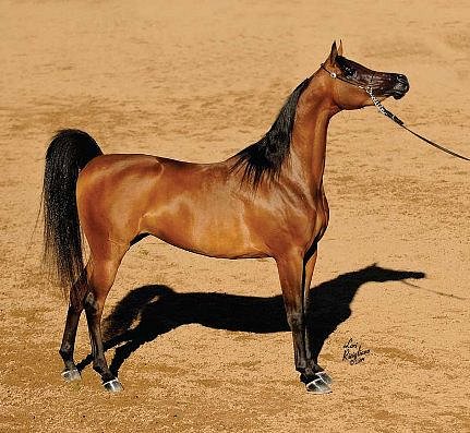 EL SABALERO