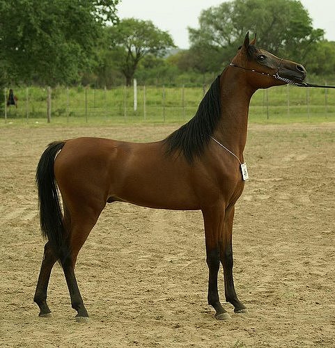 CAPRICHO