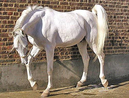 EL TORDILLO