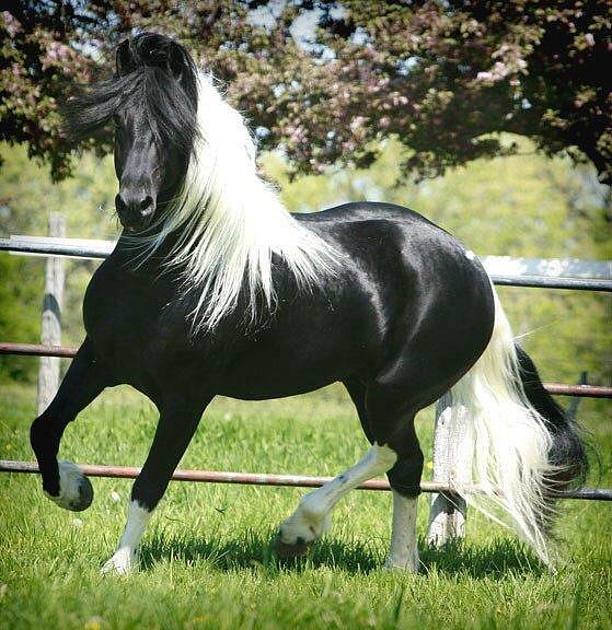 MI AMOR
