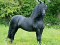 MORO EL CABALLO FRISON