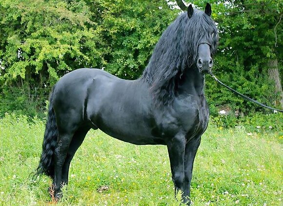 MORO EL CABALLO FRISON