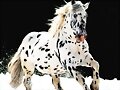 CABALLO PINTO