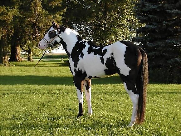 QUE BELLO CABALLO