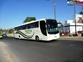 Transportes Del Pac&iacute;fico Man Lions Mex GUADALAJARA