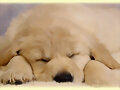 Cachorro