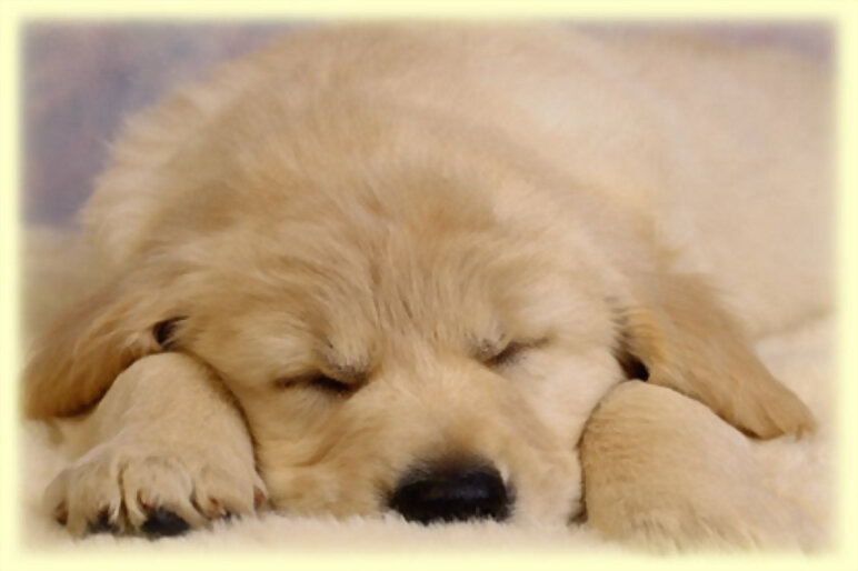 Cachorro