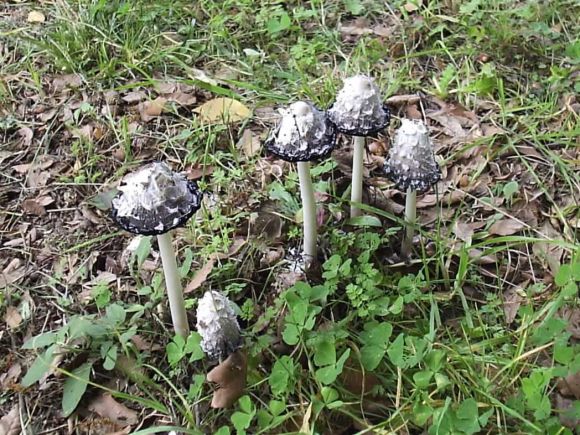 Bolets, en la riera de la Conreria