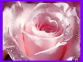 LA ROSA PERFUMADA