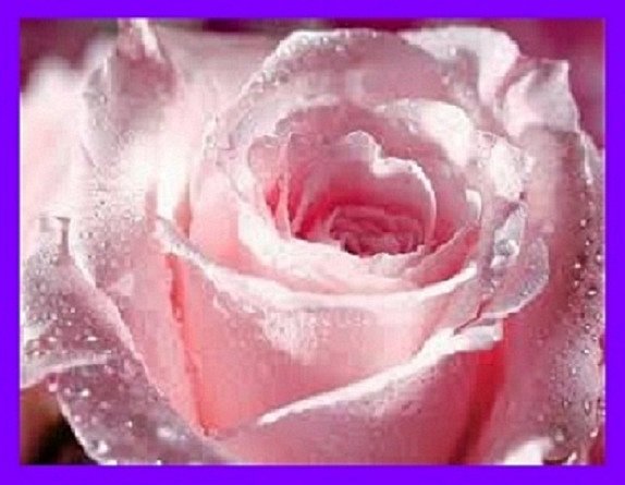LA ROSA PERFUMADA