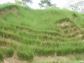 PASTO VETIVER